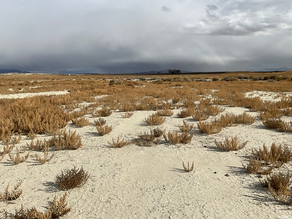 View of local wilderness