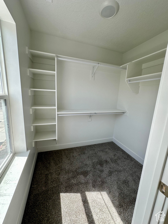 Spacious closet featuring carpet flooring