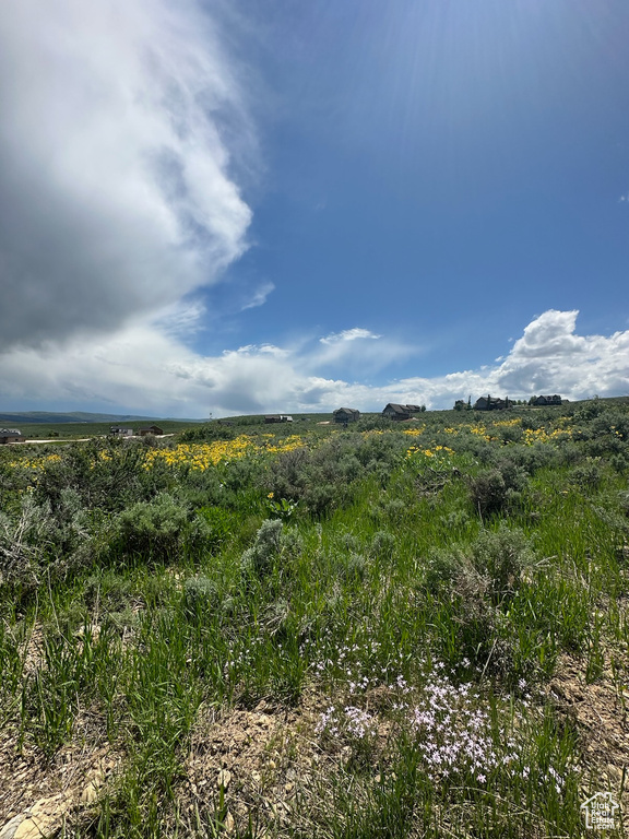 View of local wilderness