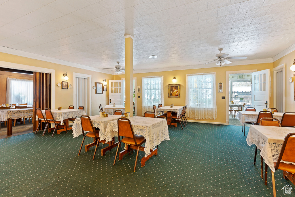 Carpeted dining area with ceiling fan, a healthy amount of sunlight, and crown molding