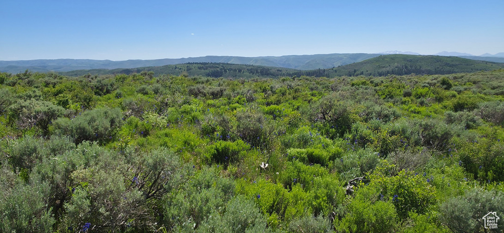 Mountain view featuring a heavily wooded area