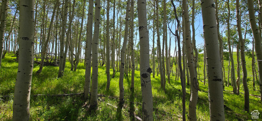 View of nature