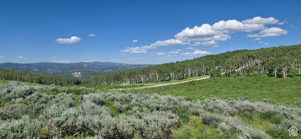 Mountain view with a forest