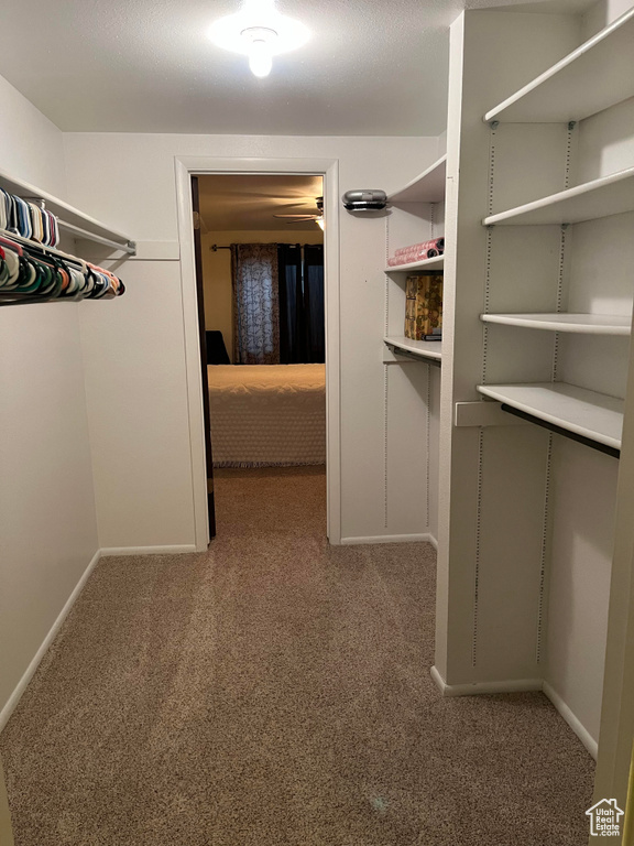 Walk in closet featuring carpet floors