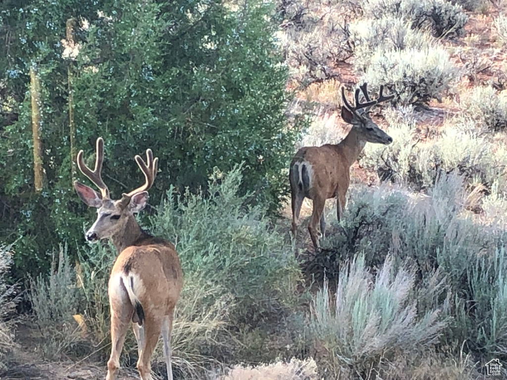 View of local wilderness