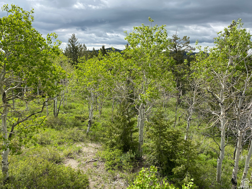 View of local wilderness