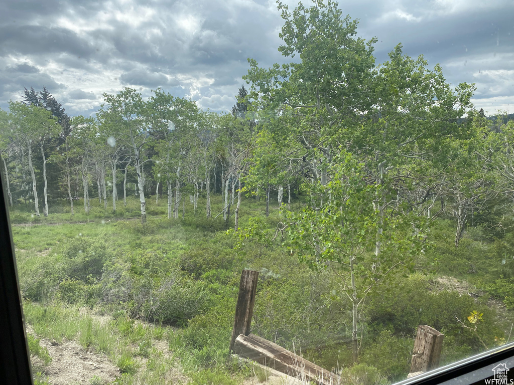 View of local wilderness