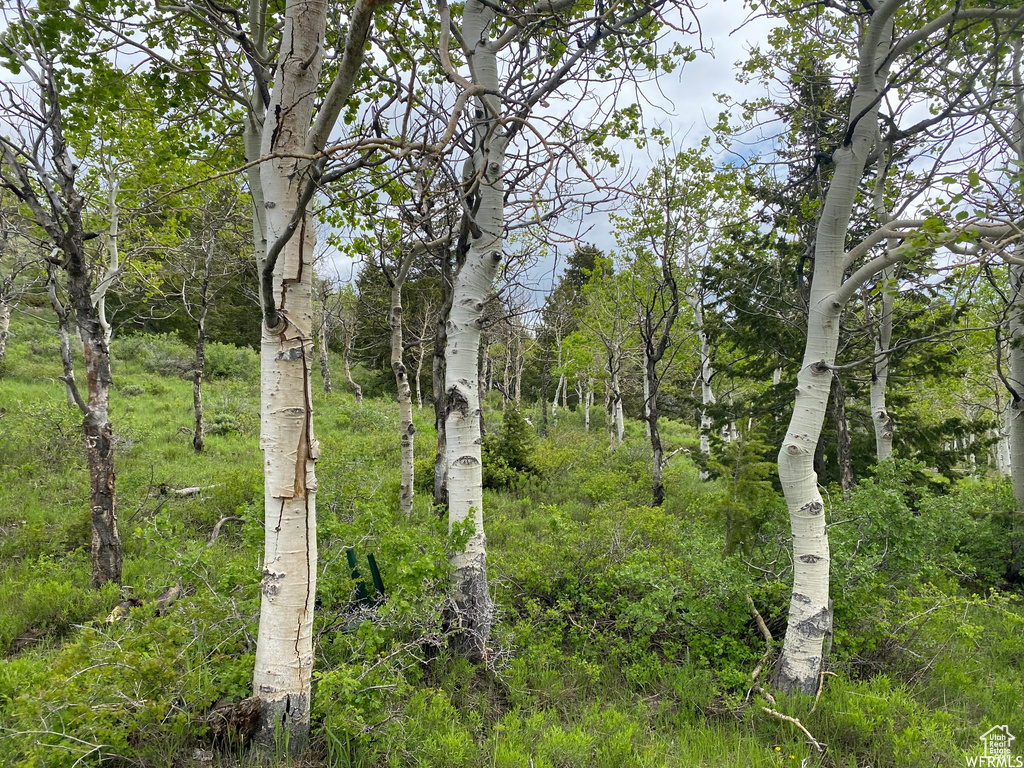 View of nature