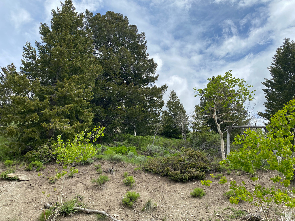 View of local wilderness