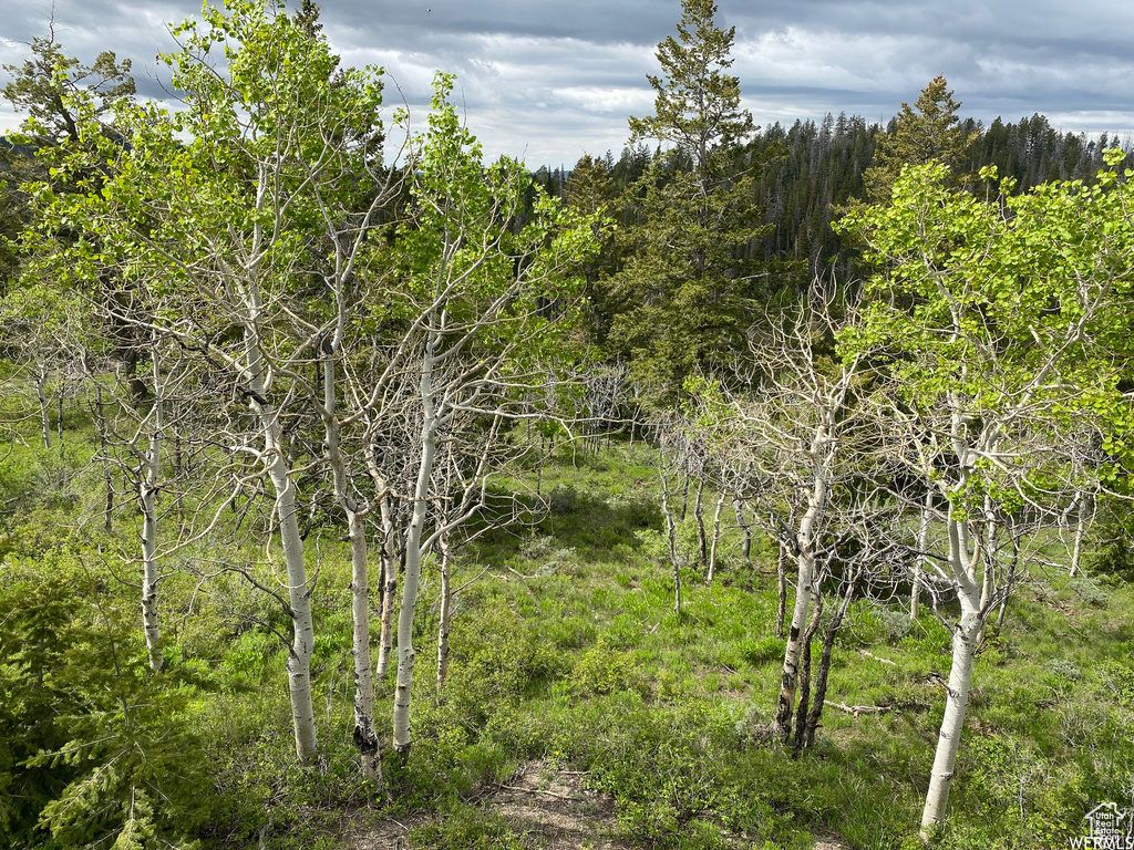 View of local wilderness