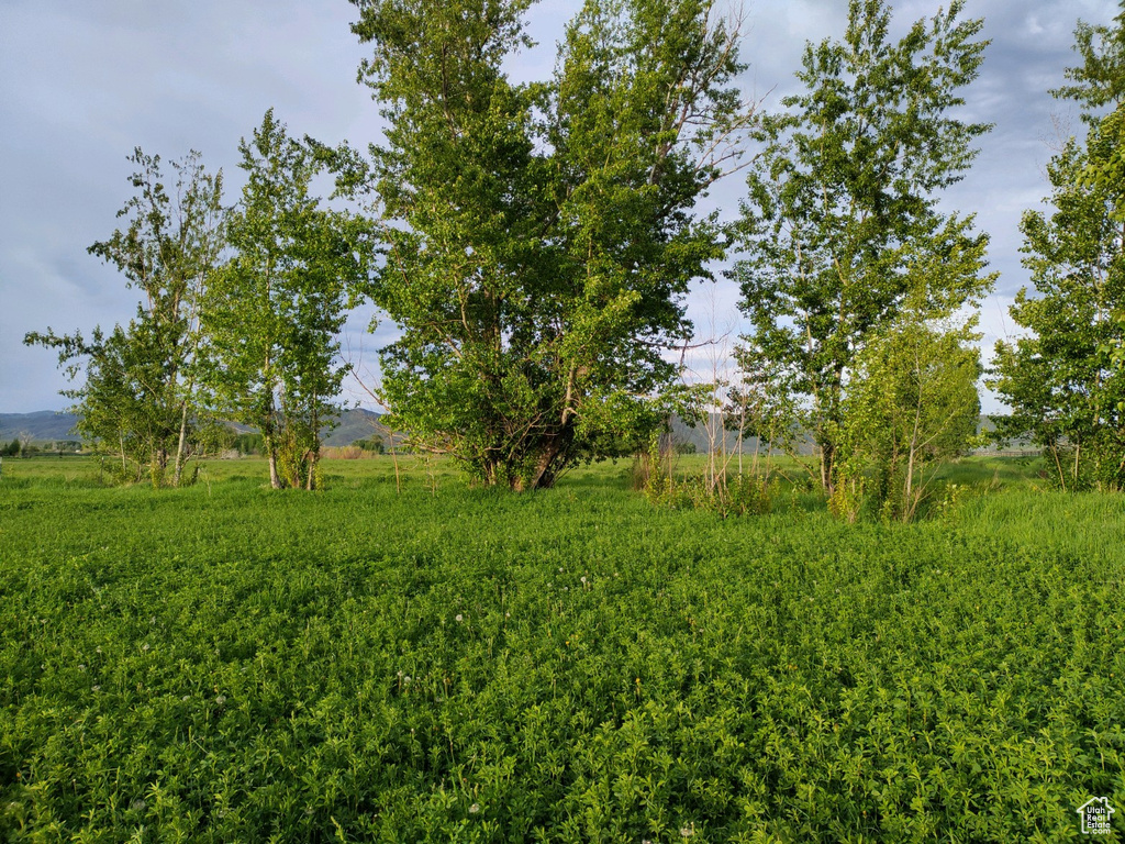 View of yard with a rural view