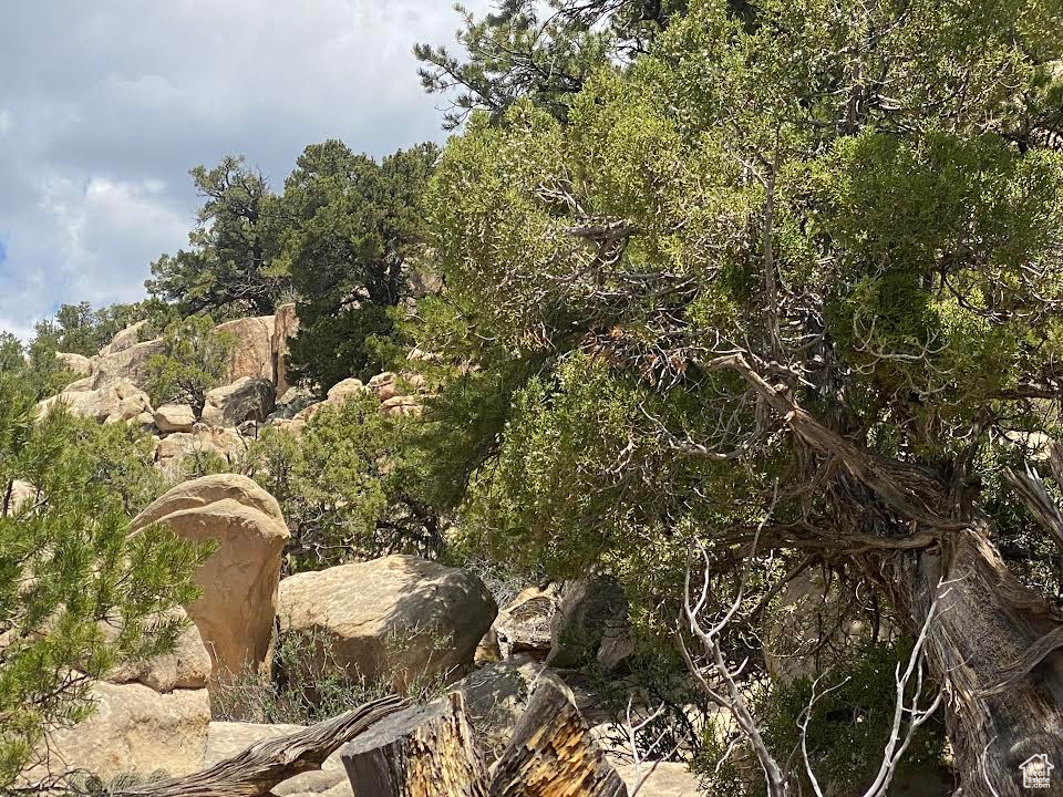 View of local wilderness