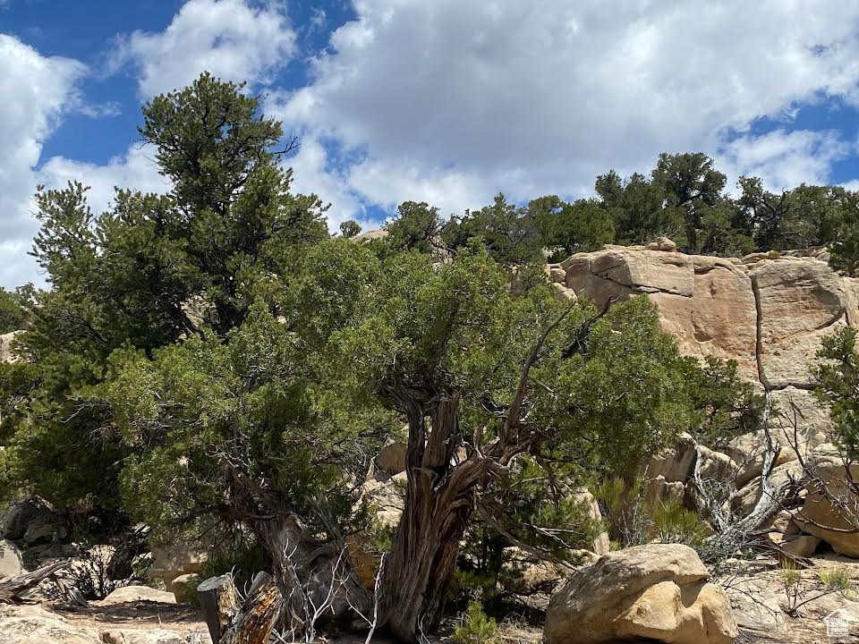 View of local wilderness