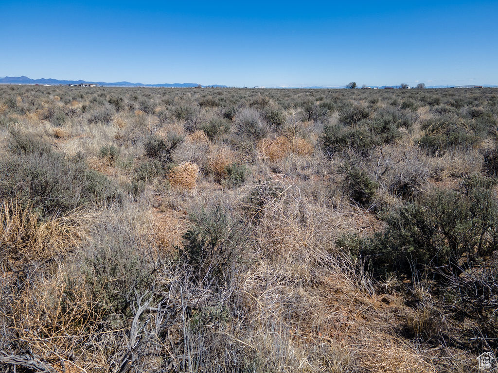 View of local wilderness