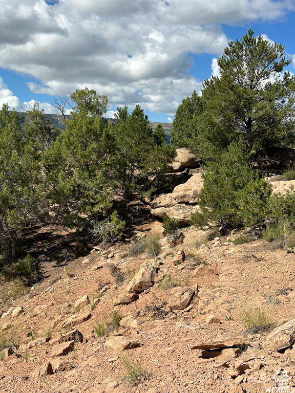 View of local wilderness