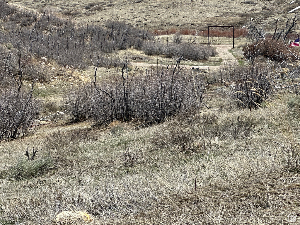 View of local wilderness