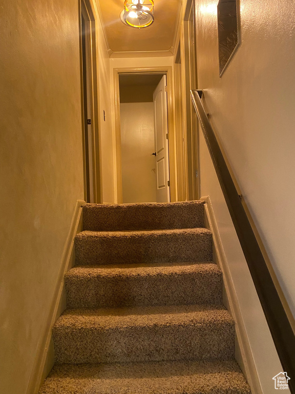 Stairs with carpet and crown molding