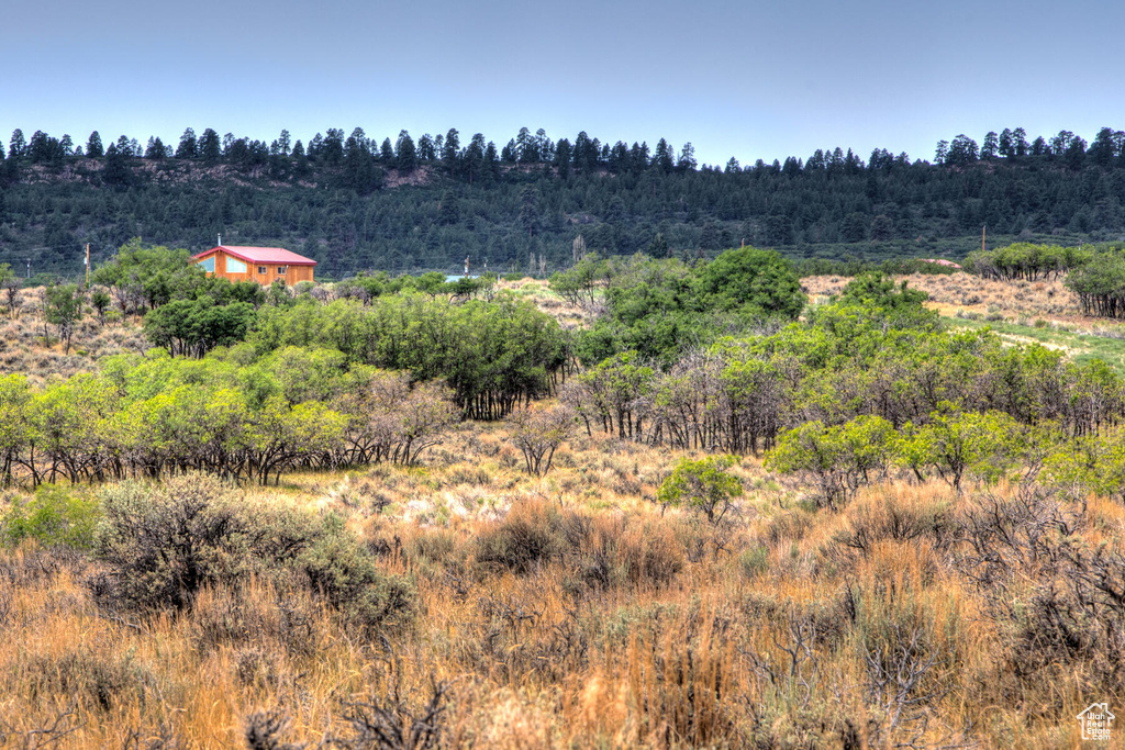 View of local wilderness