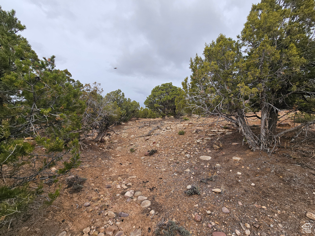 View of local wilderness