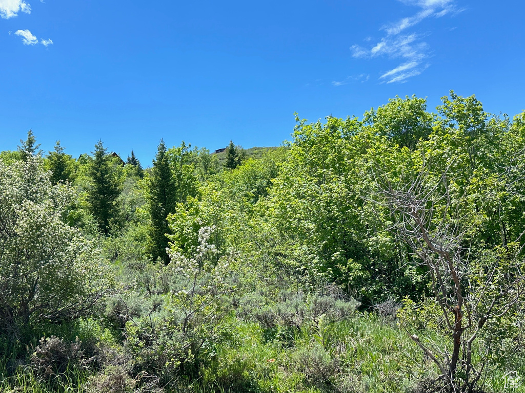 View of local wilderness