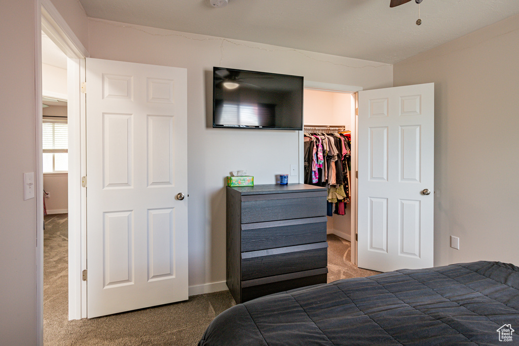 Carpeted bedroom with ceiling fan, a closet, and a walk in closet