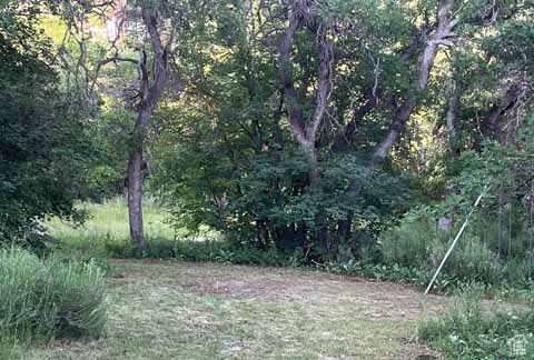 View of local wilderness