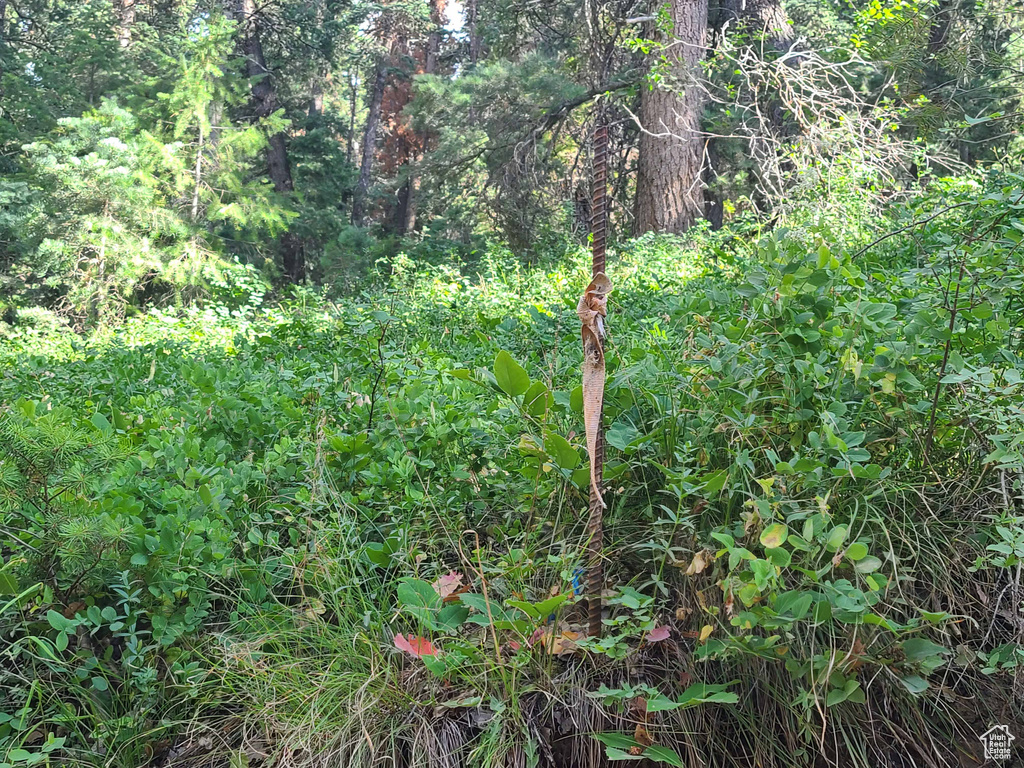 View of local wilderness