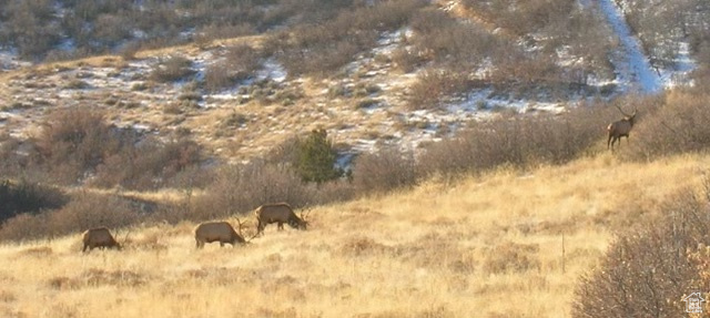 View of local wilderness