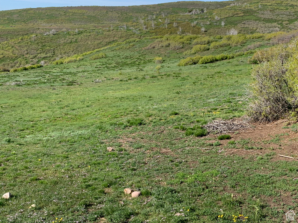 View of local wilderness