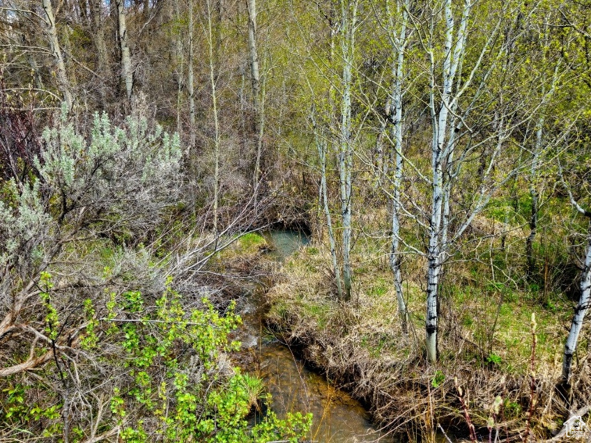 View of local wilderness featuring a water view