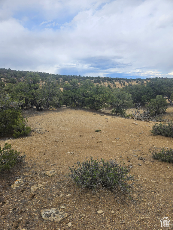 View of local wilderness