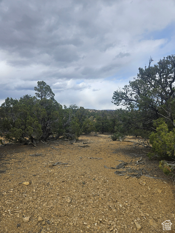 View of local wilderness