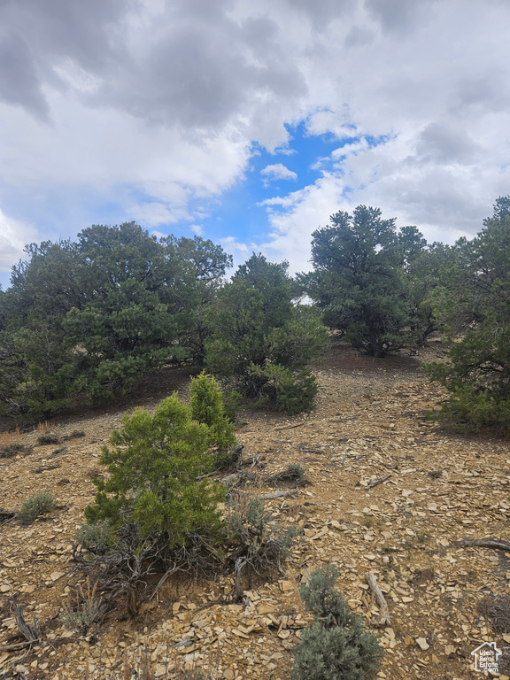 View of local wilderness