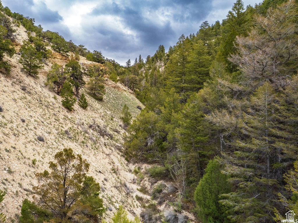 View of local wilderness