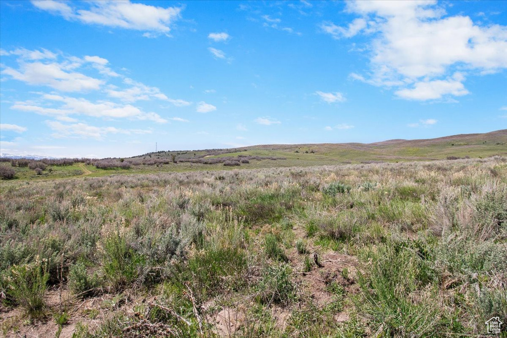 View of local wilderness