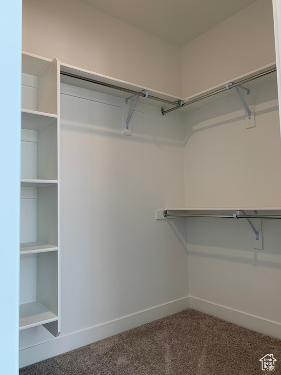 Spacious closet featuring carpet flooring