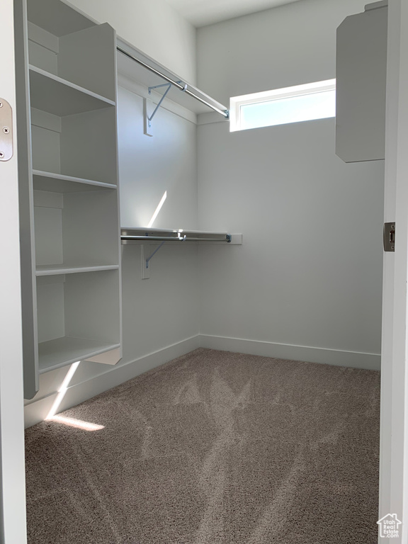 Spacious closet featuring carpet floors