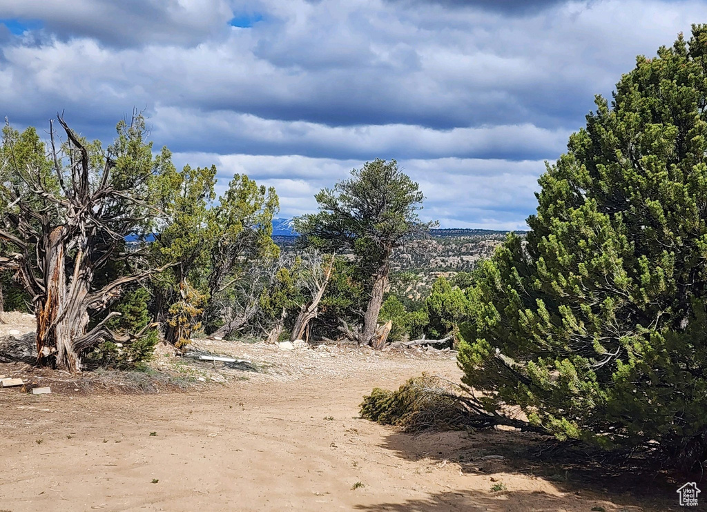 View of local wilderness