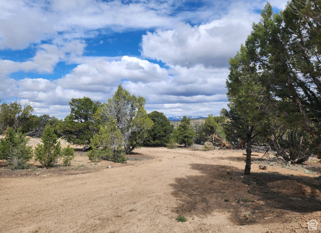 View of local wilderness