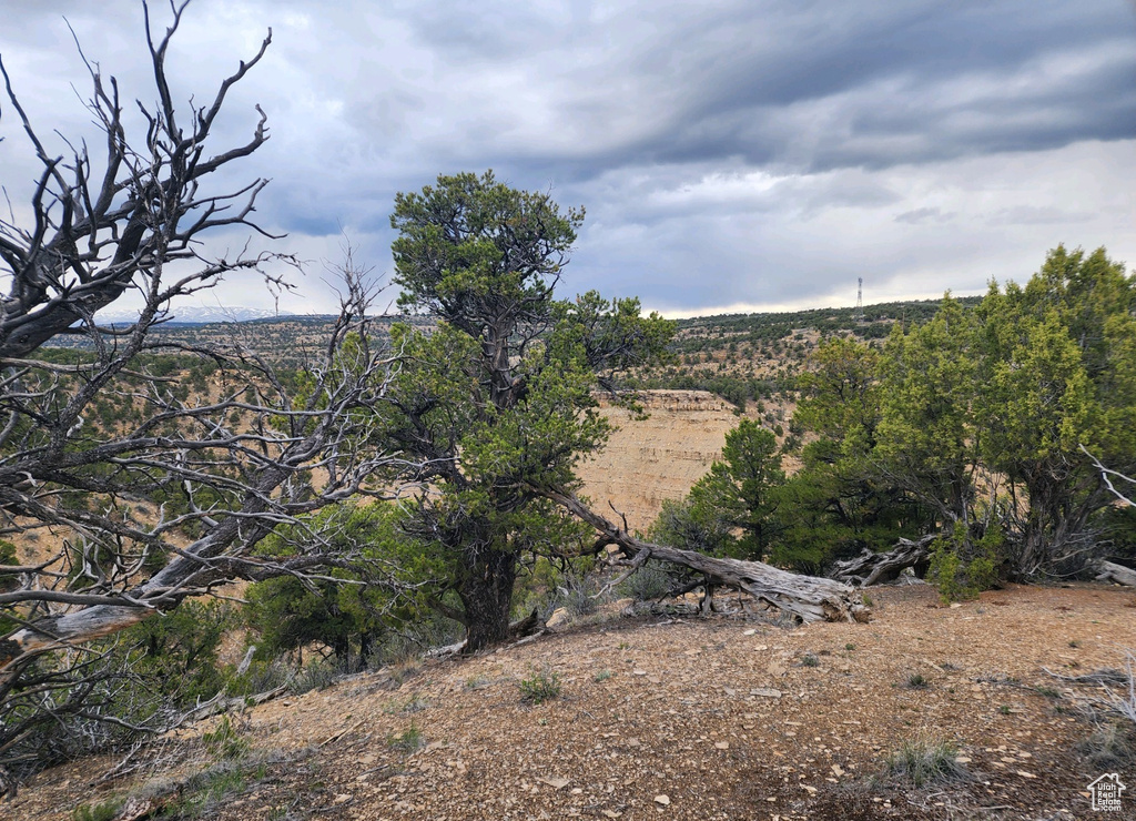 View of local wilderness