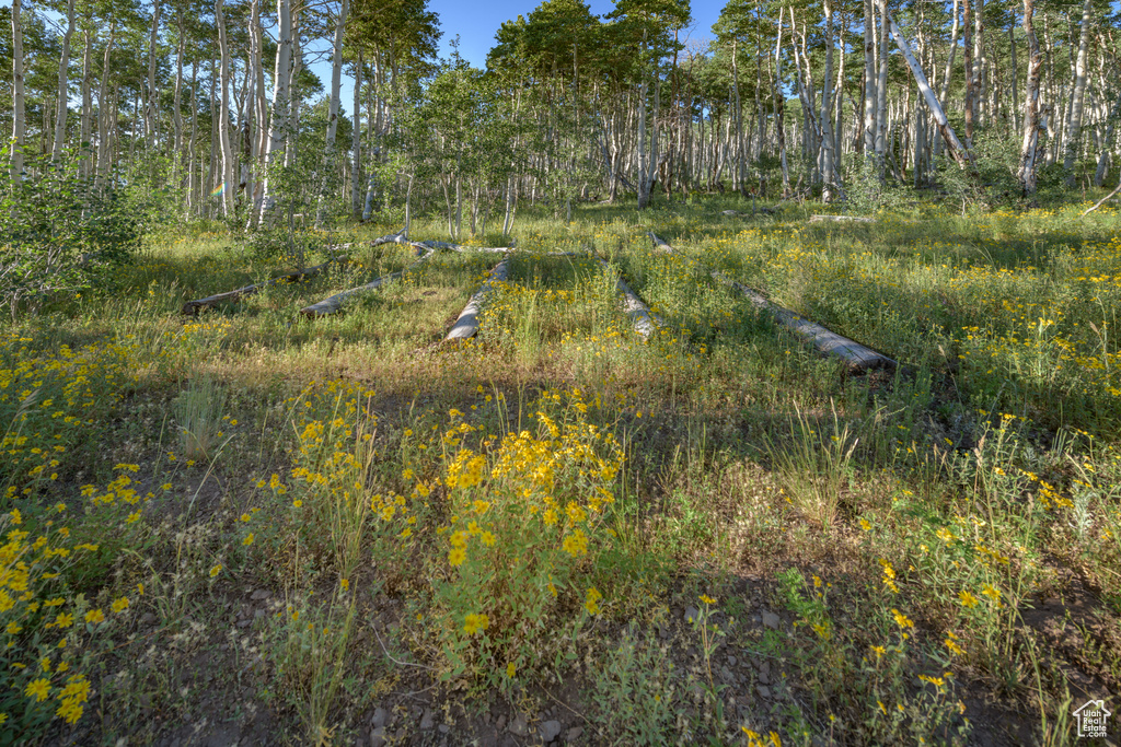 View of nature