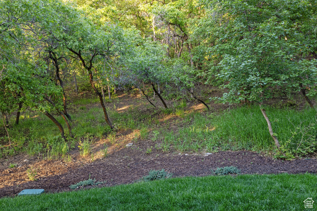 View of local wilderness