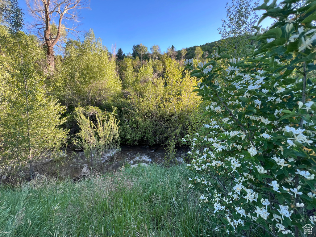 View of local wilderness featuring a water view