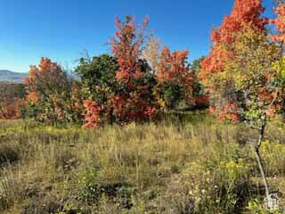 View of nature