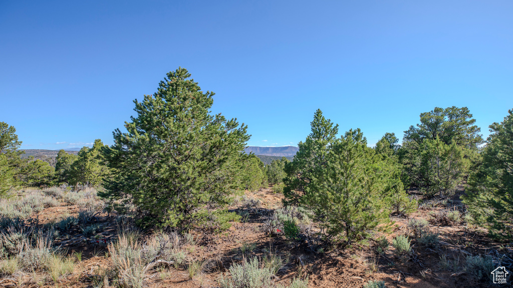 View of local wilderness