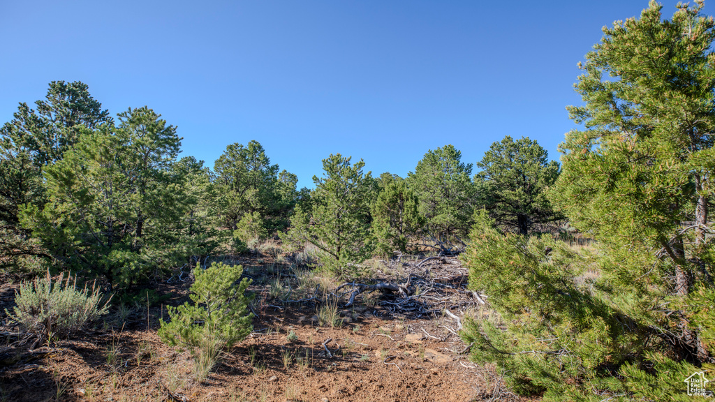 View of local wilderness