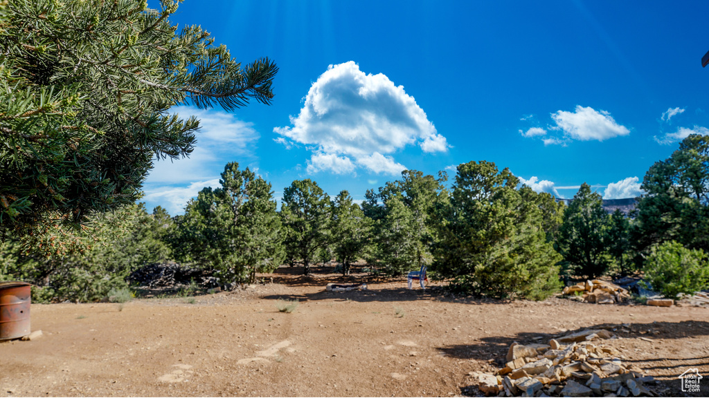 View of local wilderness