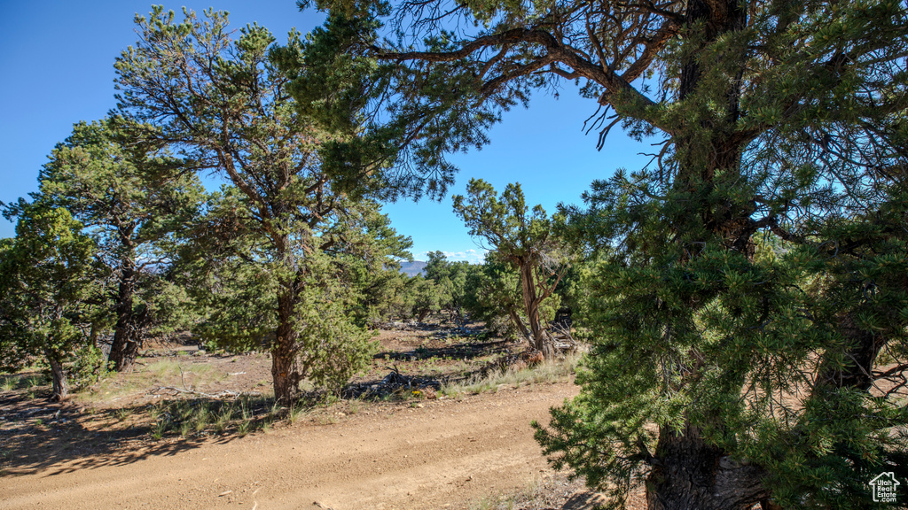 View of local wilderness