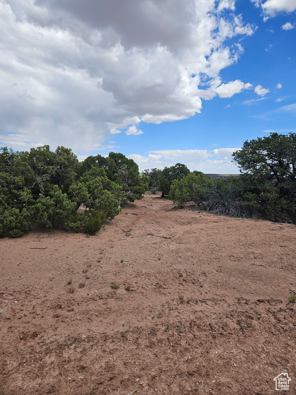 View of local wilderness