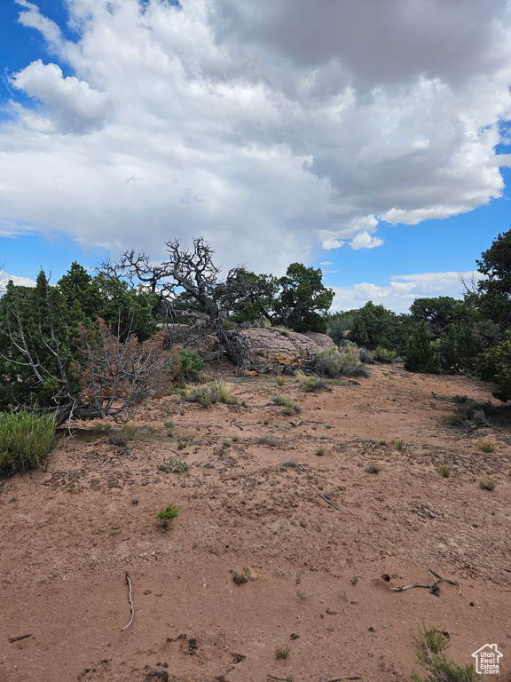 View of local wilderness